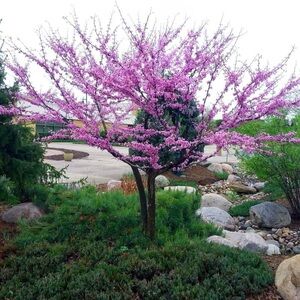 Redbud tree seeds